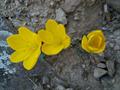 Strenbergia lutea